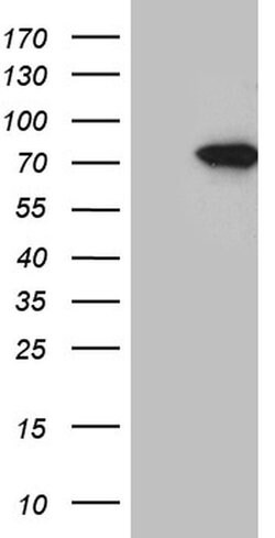 SLU7 Monoclonal Antibody (OTI7B7), TrueMAB , OriGene 100 &mu;L; Unconjugated:Antibodies,