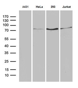 SLU7 Mouse anti-Human, Clone: OTI7B7, lyophilized, TrueMAB 100 &mu;g; Unconjugated:Antibodies,