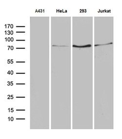 SLU7 Monoclonal Antibody (OTI7B7), TrueMAB , OriGene 100 &mu;L; Unconjugated:Antibodies,