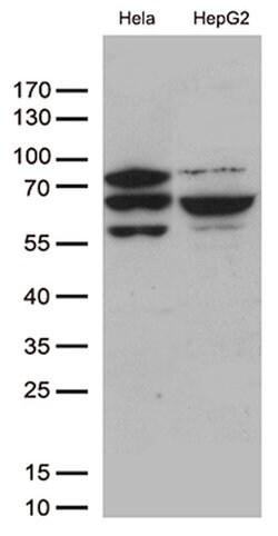 SLU7 Monoclonal Antibody (OTI6B1), TrueMAB , OriGene 100 &mu;L; Unconjugated:Antibodies,