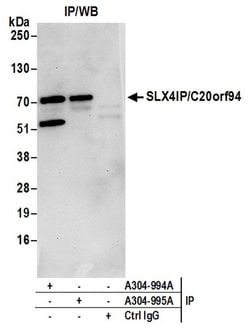 SLX4IP/C20orf94 Rabbit anti-Human, Polyclonal, Bethyl Laboratories 100
