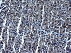 SMAD1 Monoclonal Antibody (OTI1C2), TrueMAB , OriGene 100 &mu;L; Unconjugated:Antibodies,