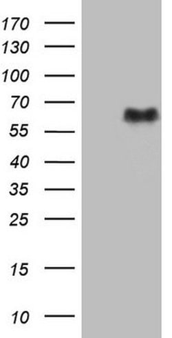 SMAD1 Mouse anti-Human, Clone: OTI4H4, lyophilized, TrueMAB 100 &mu;g;