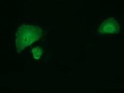 SMAD2 Monoclonal Antibody (OTI4G7), TrueMAB , OriGene 30 &mu;L; Unconjugated:Antibodies,