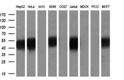 SMAD2 Monoclonal Antibody (OTI4G7), TrueMAB , OriGene 30 &mu;L; Unconjugated:Antibodies,
