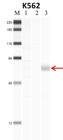 Invitrogen Phospho-SMAD2 (Ser465, Ser467) Recombinant Rabbit Monoclonal