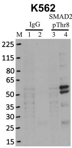 Invitrogen Phospho-SMAD2 (Thr8) Recombinant Rabbit Monoclonal Antibody