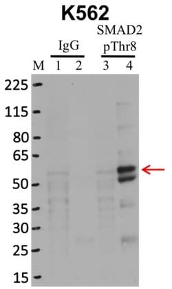 Invitrogen Phospho-SMAD2 (Thr8) Recombinant Rabbit Monoclonal Antibody
