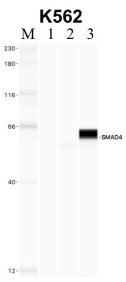 Invitrogen SMAD4 Recombinant Rabbit Monoclonal Antibody (10H10L15) 100