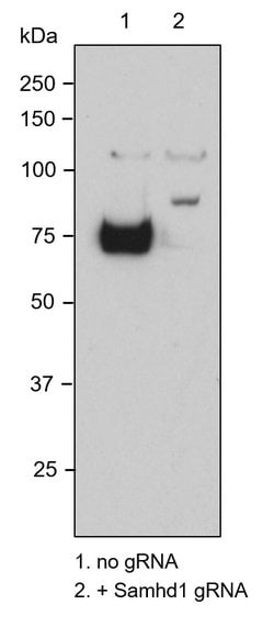 Invitrogen SAMHD1 Monoclonal Antibody (OTI1A1) 100 &mu;L; Unconjugated:Antibodies,