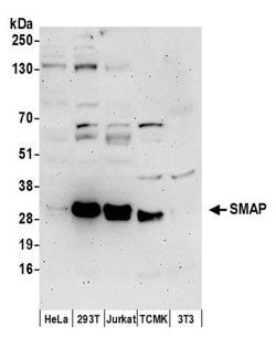 SMAP Polyclonal Antibody, Bethyl Laboratories:Antibodies:Primary Antibodies