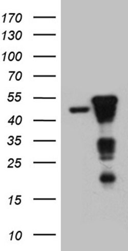 SMAP2 Monoclonal Antibody (OTI9B6), TrueMAB , OriGene:Antibodies:Primary