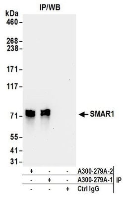 SMAR1/BANP Rabbit anti-Human, Mouse, Rat, Polyclonal, Bethyl Laboratories