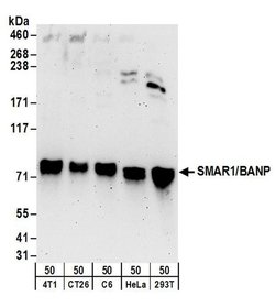 SMAR1/BANP Rabbit anti-Human, Mouse, Rat, Polyclonal, Bethyl Laboratories