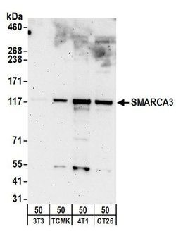 SMARCA3 Rabbit anti-Human, Mouse, Polyclonal, Bethyl Laboratories 100 &mu;L;