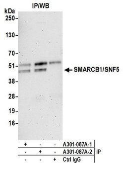 SMARCB1/SNF5 Rabbit anti-Human, Mouse, Polyclonal, Bethyl Laboratories
