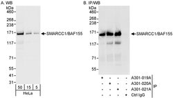 SMARCC1/BAF155 Rabbit anti-Human, Polyclonal, Bethyl Laboratories 100 &mu;l;