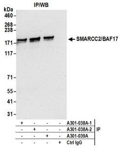 SMARCC2/BAF170 Rabbit anti-Human, Mouse, Polyclonal, Bethyl Laboratories
