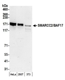 SMARCC2/BAF170 Rabbit anti-Human, Mouse, Polyclonal, Bethyl Laboratories