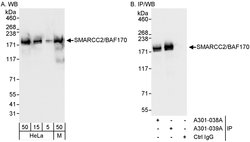 SMARCC2/BAF170 Rabbit anti-Human, Mouse, Polyclonal, Bethyl Laboratories