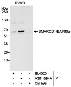 SMARCD1/BAF60a Rabbit anti-Human, Polyclonal, Bethyl Laboratories 10 &mu;L;