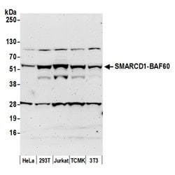 SMARCD1/BAF60a Rabbit anti-Human, Mouse, Polyclonal, Bethyl Laboratories