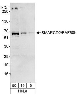 SMARCD2/BAF60b Rabbit anti-Human, Polyclonal, Bethyl Laboratories 100 &mu;l;