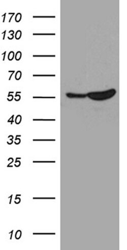 SMARCD3 Mouse anti-Human, Clone: OTI4G3, lyophilized, TrueMAB 100 &mu;g;