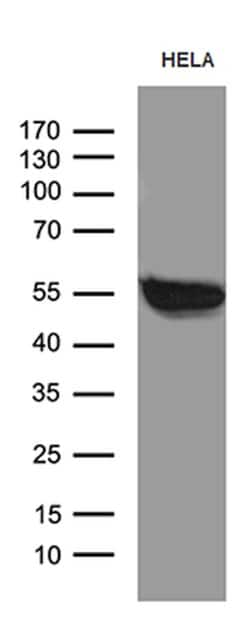 SMARCD3 Mouse anti-Human, Clone: OTI4G3, lyophilized, TrueMAB 100 &mu;g;