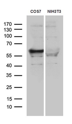 SMARCD3 Mouse anti-Human, Clone: OTI4G3, lyophilized, TrueMAB 100 &mu;g;