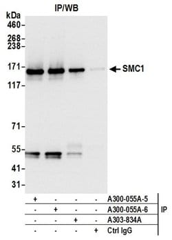 SMC1 Rabbit anti-Human, Mouse, Polyclonal, Bethyl Laboratories 100 &mu;L;