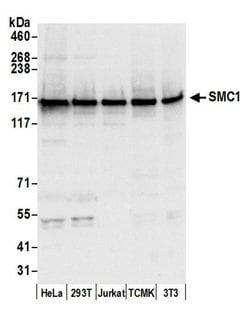 SMC1 Rabbit anti-Human, Mouse, Polyclonal, Bethyl Laboratories 100 &mu;L;