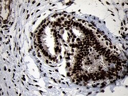 SMC1A Mouse anti-Human, Mouse, Clone: OTI11E1, lyophilized, TrueMAB 100 &mu;g | Buy Online | Origene Technologies | Fisher Scientific