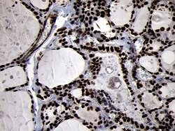 SMC1A Mouse anti-Human, Mouse, Clone: OTI11E1, lyophilized, TrueMAB 100 &mu;g | Buy Online | Origene Technologies | Fisher Scientific