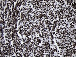 SMC1A Mouse anti-Human, Mouse, Clone: OTI11E1, lyophilized, TrueMAB 100 &mu;g | Buy Online | Origene Technologies | Fisher Scientific