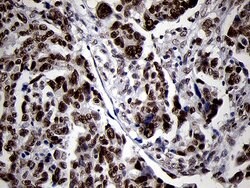 SMC1A Monoclonal Antibody (OTI3G4), TrueMAB , OriGene 100 &mu;L; Unconjugated:Antibodies,