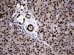 SMC1A Monoclonal Antibody (OTI3G4), TrueMAB , OriGene 100 &mu;L; Unconjugated:Antibodies,