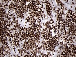 SMC1A Monoclonal Antibody (OTI3G4), TrueMAB , OriGene 100 &mu;L; Unconjugated:Antibodies,