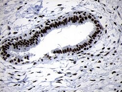 SMC1A Mouse anti-Human, Mouse, Clone: OTI5A1, lyophilized, TrueMAB 100 &mu;g | Buy Online | Origene Technologies | Fisher Scientific