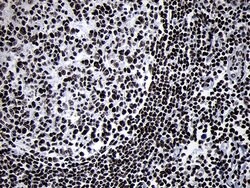 SMC1A Mouse anti-Human, Mouse, Clone: OTI5A1, lyophilized, TrueMAB 100 &mu;g | Buy Online | Origene Technologies | Fisher Scientific