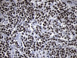 SMC1A Monoclonal Antibody (OTI5A1), TrueMAB , OriGene 100 &mu;L; Unconjugated:Antibodies,
