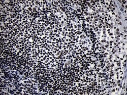 SMC1A Mouse anti-Human, Mouse, Clone: OTI5A1, lyophilized, TrueMAB 100 &mu;g | Buy Online | Origene Technologies | Fisher Scientific