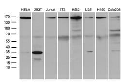SMC1A Monoclonal Antibody (OTI3G4), TrueMAB , OriGene 100 &mu;L; Unconjugated:Antibodies,