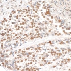 SMC3 Rabbit anti-Human, Mouse, Polyclonal, Bethyl Laboratories 100 &mu;L;