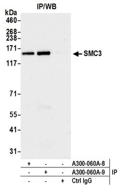 SMC3 Rabbit anti-Human, Mouse, Polyclonal, Bethyl Laboratories 100 &mu;L;