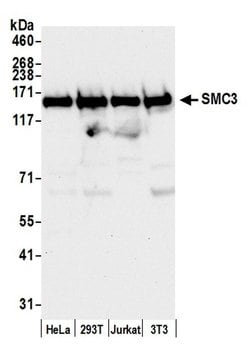 SMC3 Polyclonal Antibody, Bethyl Laboratories 20 &mu;L; Unconjugated:Antibodies,
