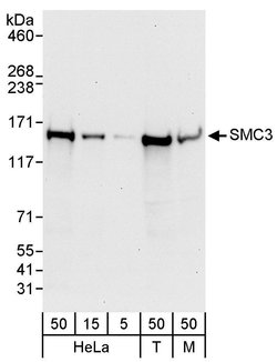 SMC3 Rabbit anti-Human, Mouse, Polyclonal, Bethyl Laboratories 100 &mu;L;