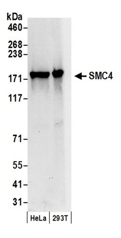 SMC4 Rabbit anti-Human, Polyclonal, Bethyl Laboratories 100 &mu;L; Unconjugated:Antibodies,