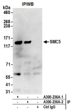 SMC5 Rabbit anti-Human, Mouse, Polyclonal, Bethyl Laboratories 100 &mu;l;
