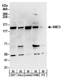 SMC5 Rabbit anti-Human, Mouse, Polyclonal, Bethyl Laboratories 100 &mu;l;